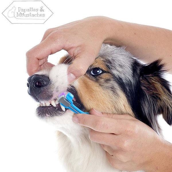 Brosse à dent pour chien - Papattes & Moustaches