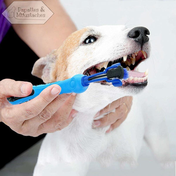 Brosse à dent pour chien - Papattes & Moustaches