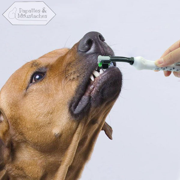 Brosse à dent pour chien - Papattes & Moustaches