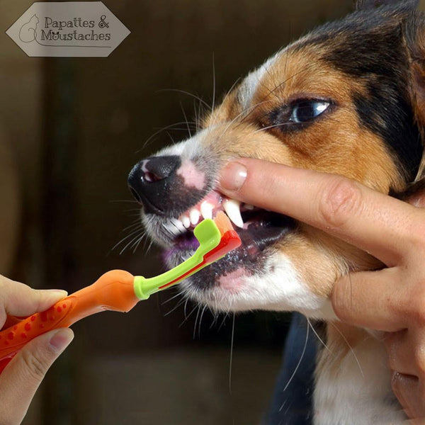 Brosse à dent pour chien - Papattes & Moustaches