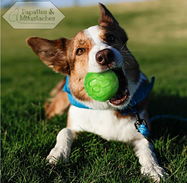 Balles pour chien - Papattes & Moustaches