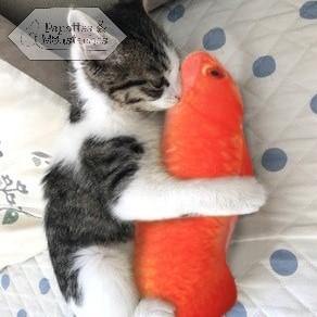 Jouet poisson pour chat - Papattes & Moustaches